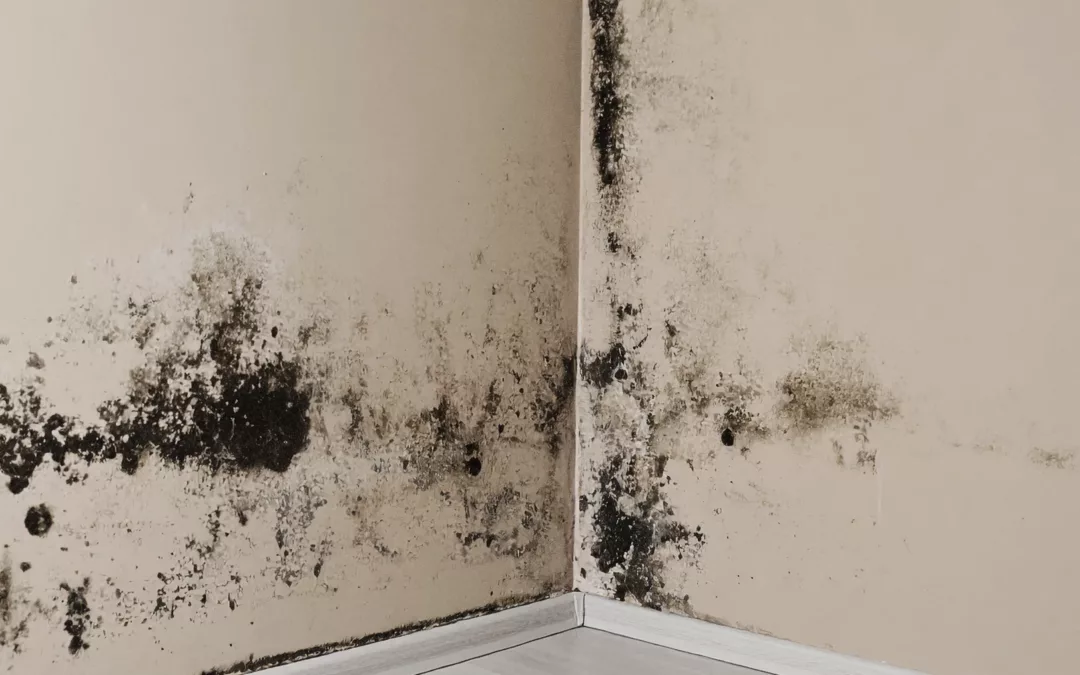 How to Remove Black Mould from Walls: A Practical Guide for UK Homes