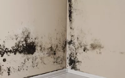 How to Remove Black Mould from Walls: A Practical Guide for UK Homes